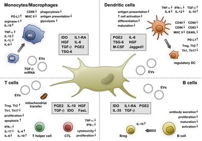 Frontiers | Immunomodulatory Properties Of Mesenchymal Stromal Cells ...